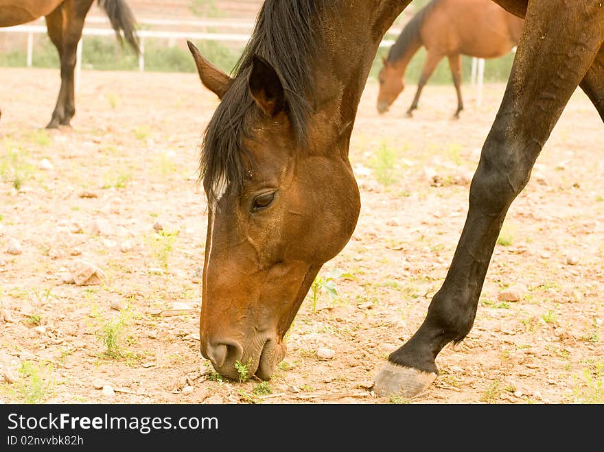 Horses