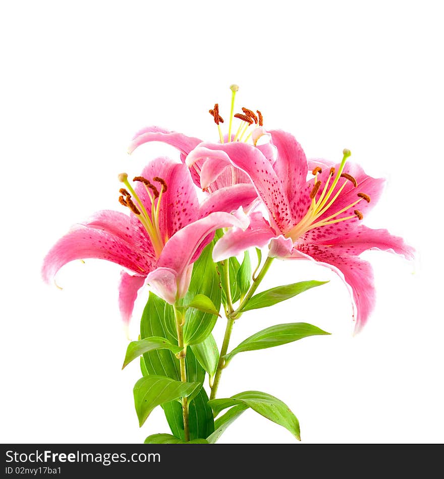 Pink liliy isolated on white background