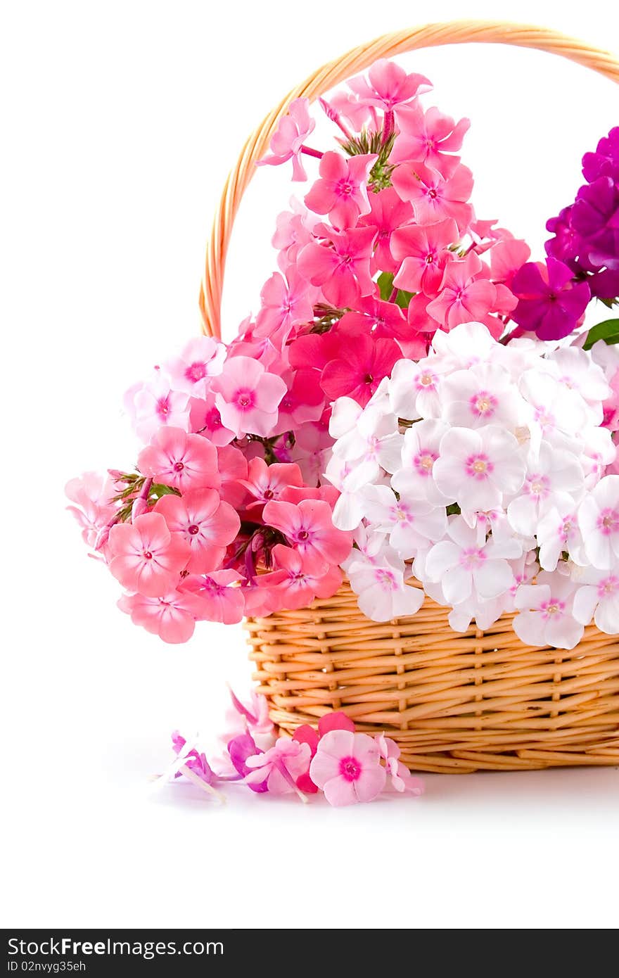 Bouquet of phloxes  in a wicker basket on a white background