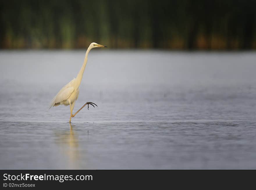 White aigrette preparing for atack