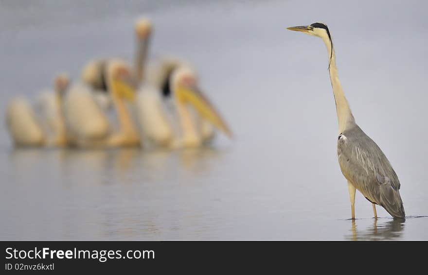 Grey Huron Watching At Pelicans