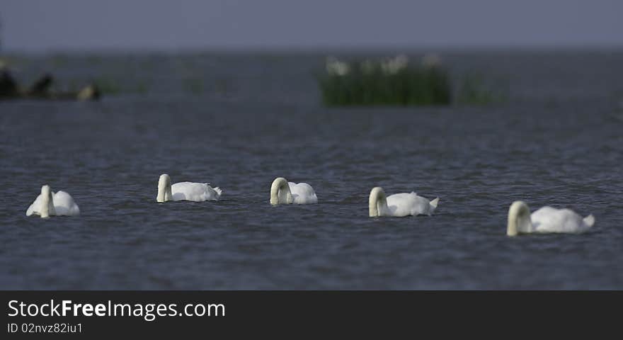 Few swans floating on the water with heads under water. Few swans floating on the water with heads under water