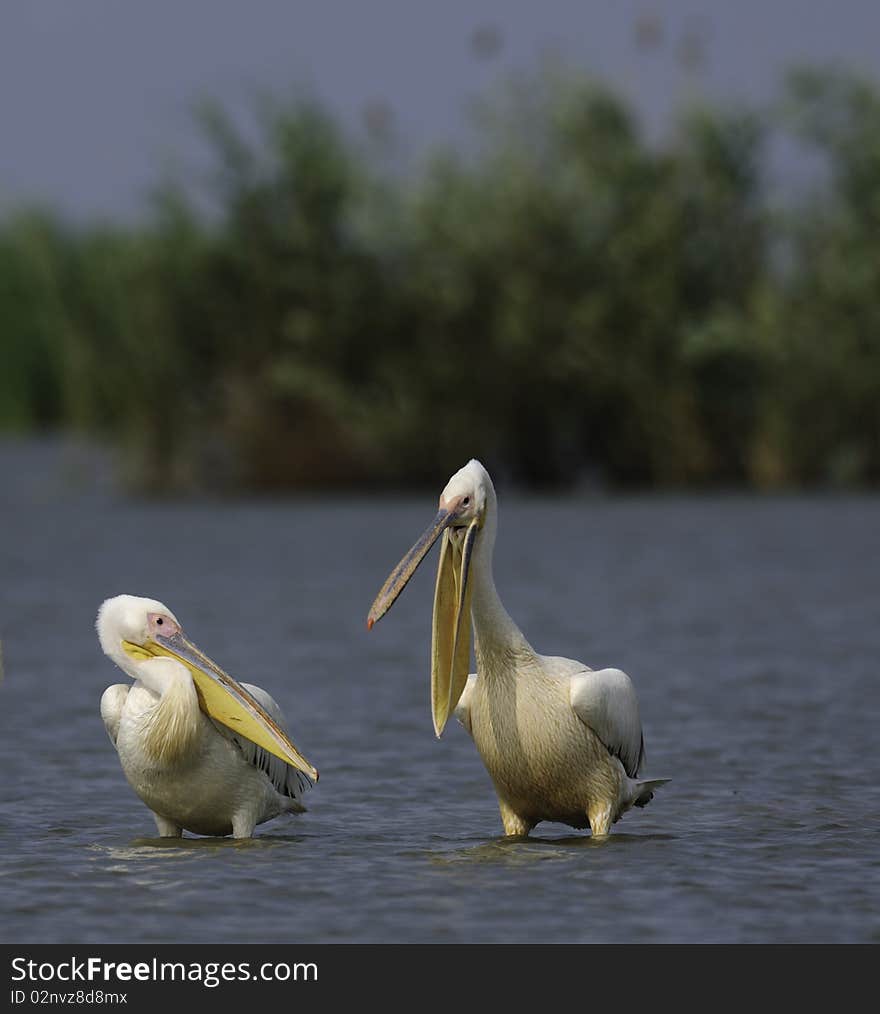 Arguing pelicans