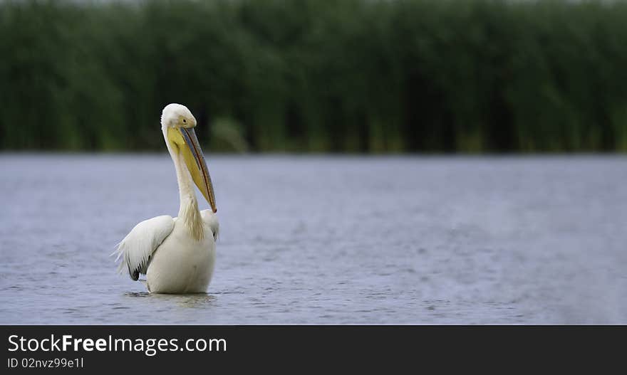 Pelican