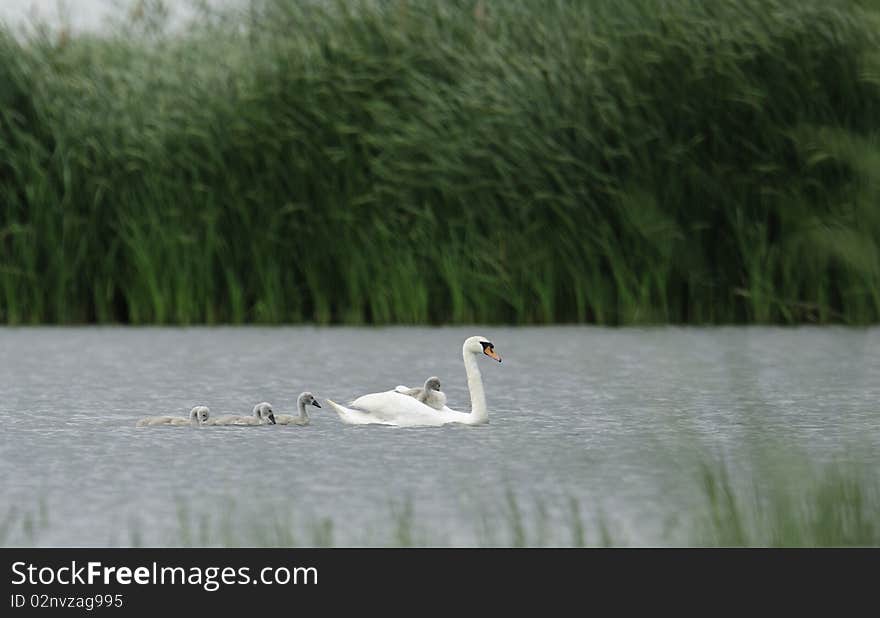 Swan floating on the water with babyes on its back. Swan floating on the water with babyes on its back