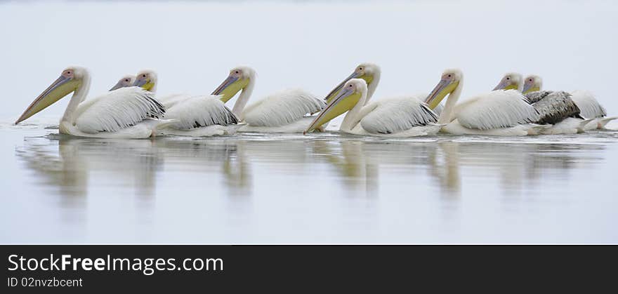 Reflection of pelicans