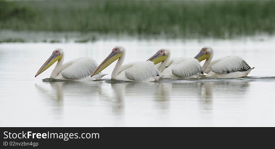 Reflection of pelicans floating on the river