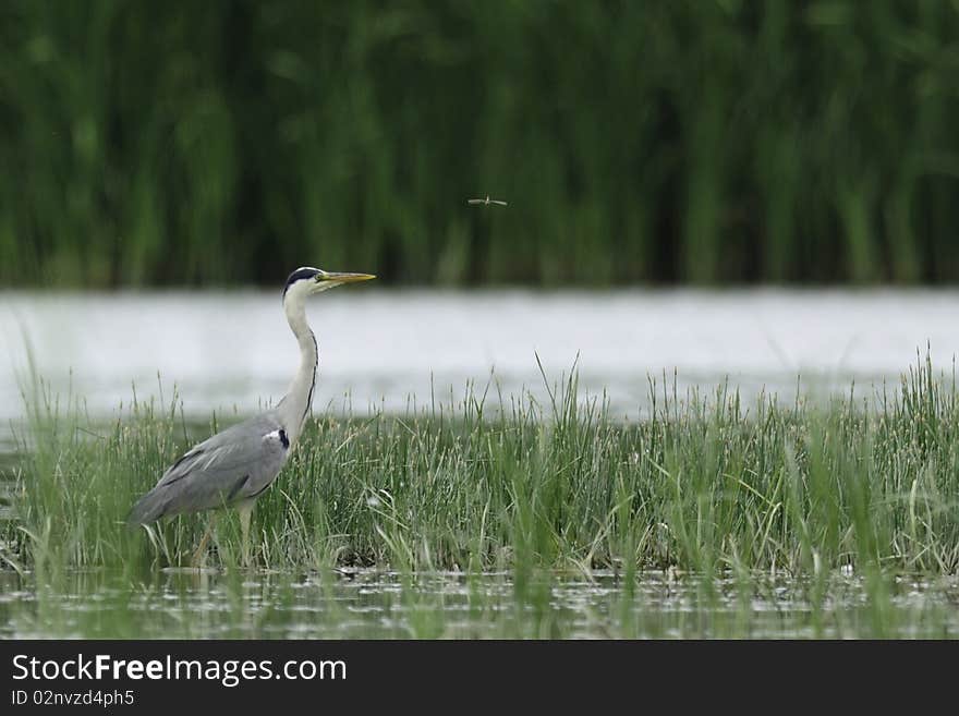 Grey huron with dragon fly