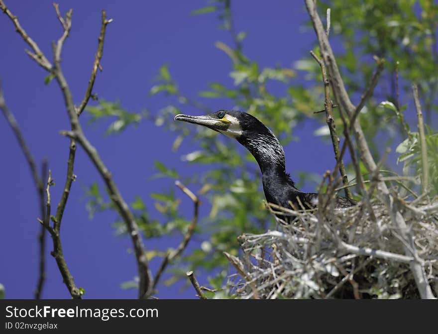 Cormorant in the nest