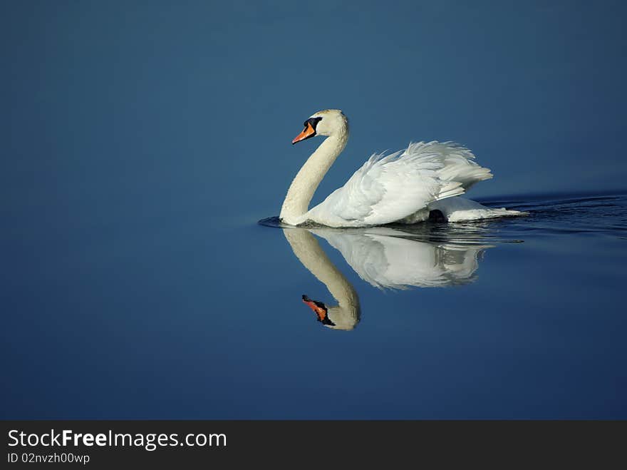 White swan floating on a clean surface