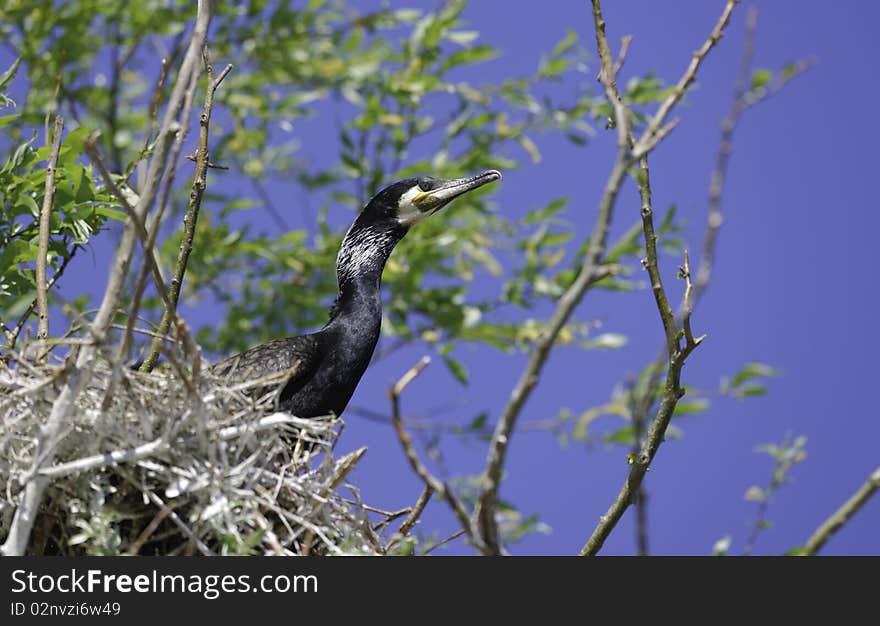 Cormorant In The Nest