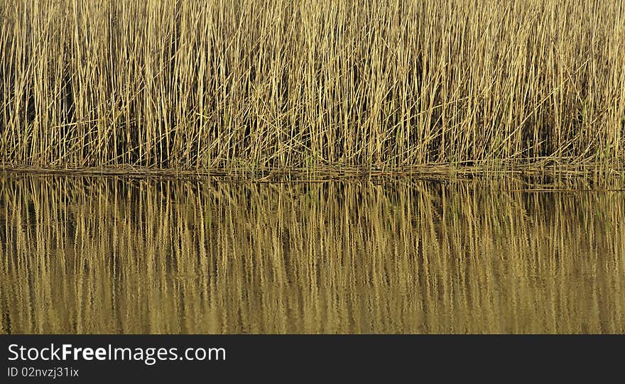 Reflection of vegetation