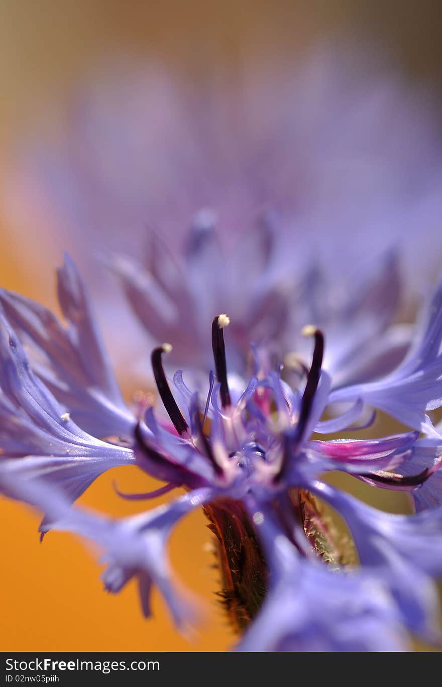 Close up of blue cornflower on background