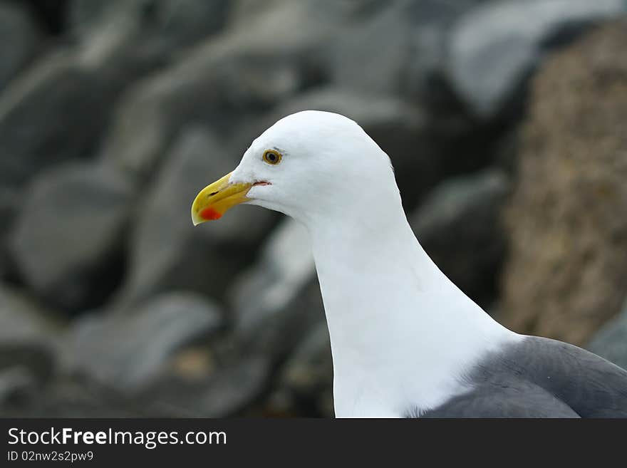 Seagull Profile