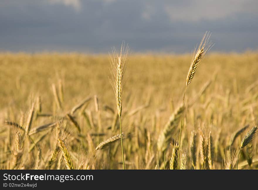 Rye field under a dramatic cloudy sky