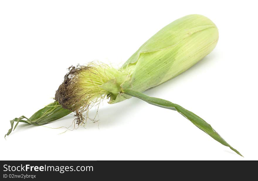 Ripe corn on a white background