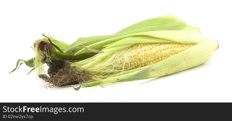 Ripe corn on a white background