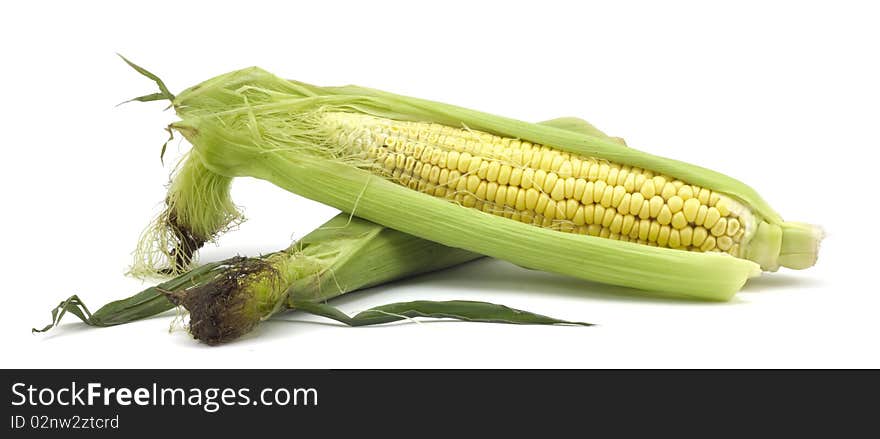 Ripe corn on a white background