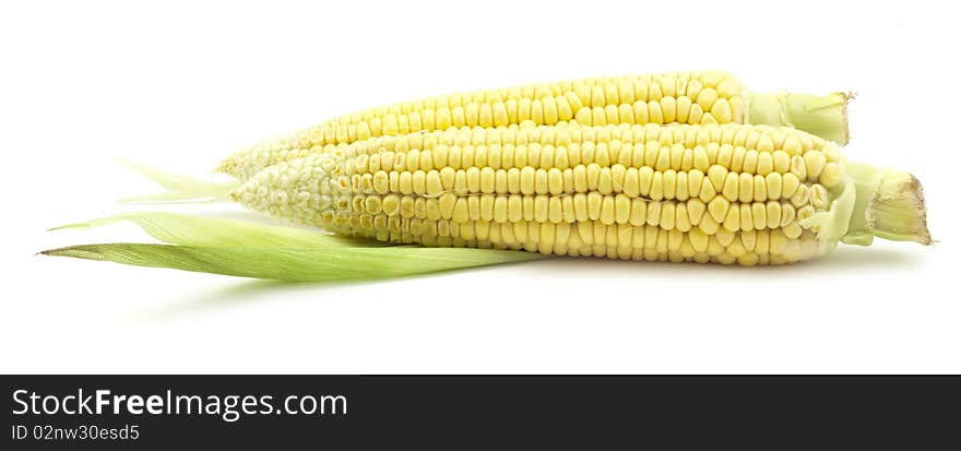 Ripe corn on a white background