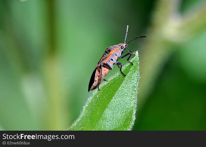 Rad and black insect setting on the leaf