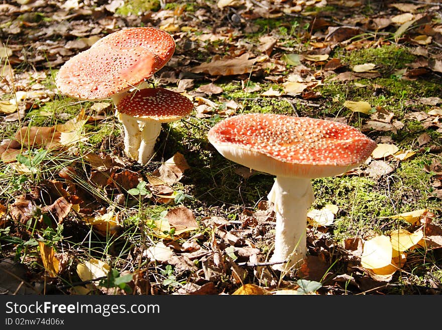 Fly agaric