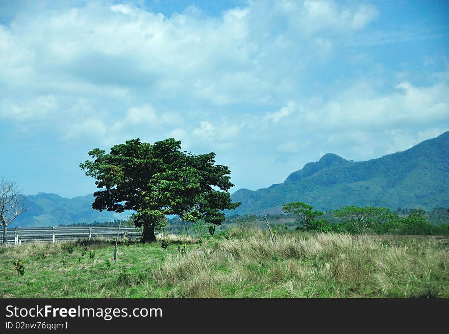 Beautiful green one tree in Summertime. Cuba