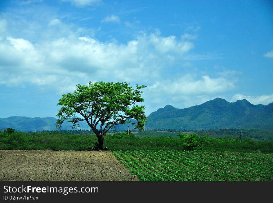 Beautiful green one tree in Summertime. Cuba