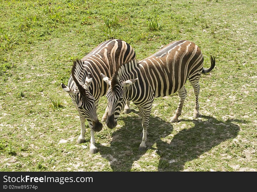 Two zebras standing next to each other