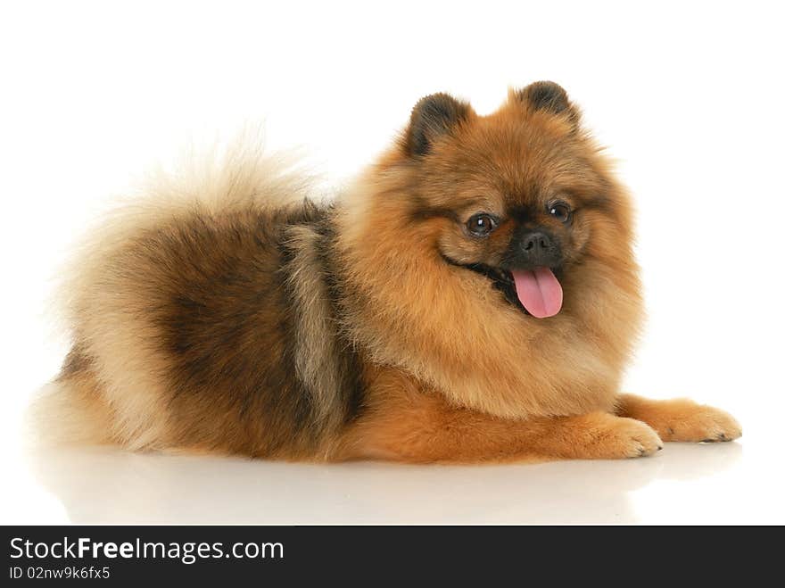 German Spitz