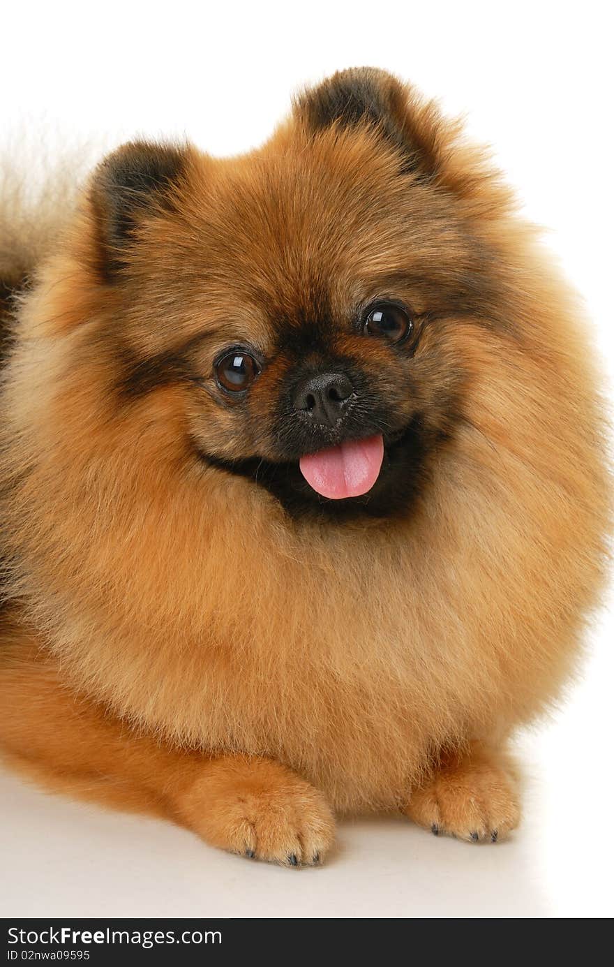 German Spitz dog on white background