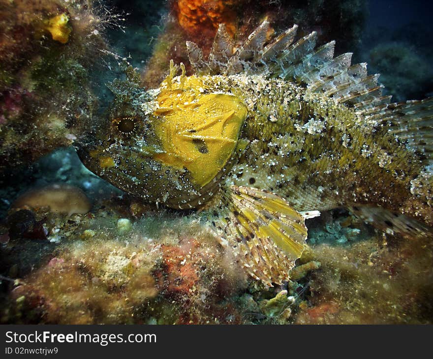 A yellow largescaled scorpionfish in mediterranean sea, near Bergeggi island (Liguria, Italy)