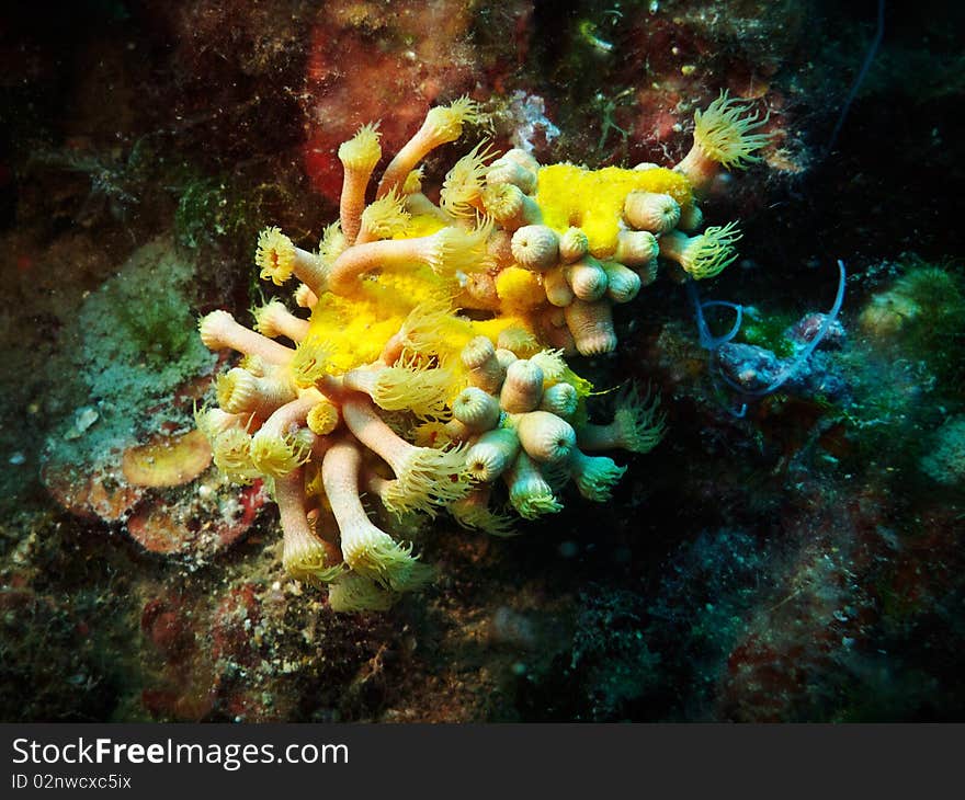 Yellow cluster anemone