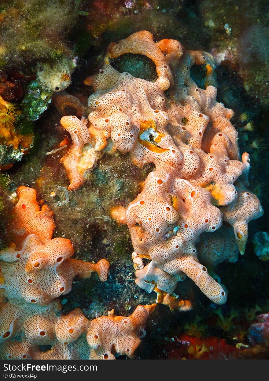 Red Coral In Mediterranean Sea