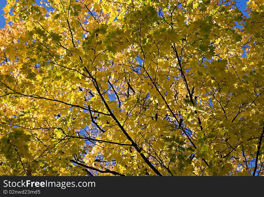 Yellow maple leaves against clear blue sky. Yellow maple leaves against clear blue sky