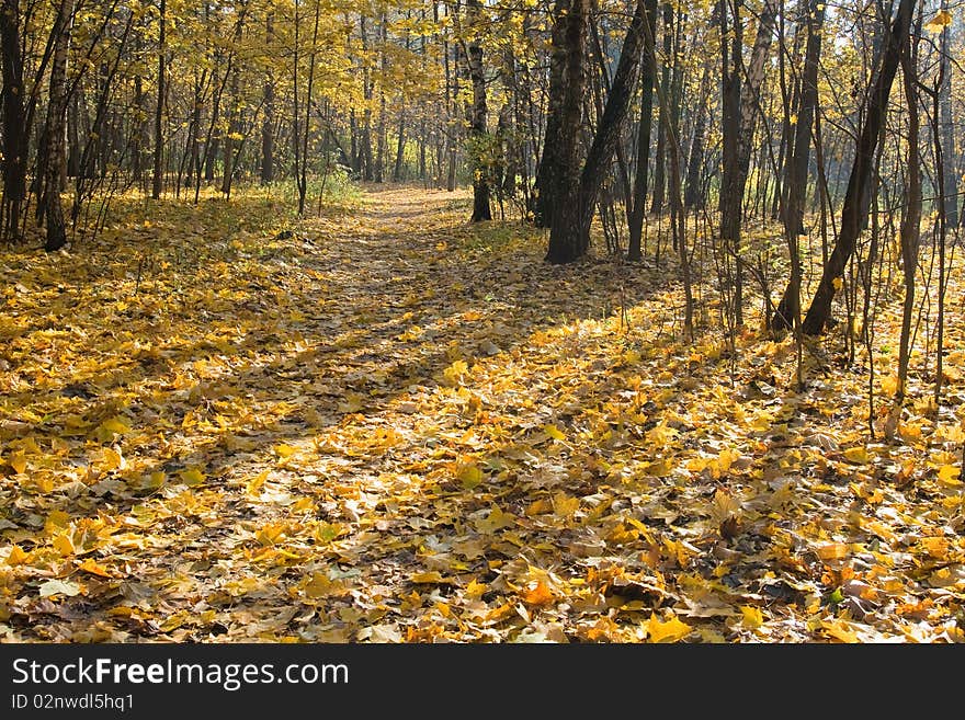 Trees in an autumn park on a sunny evening