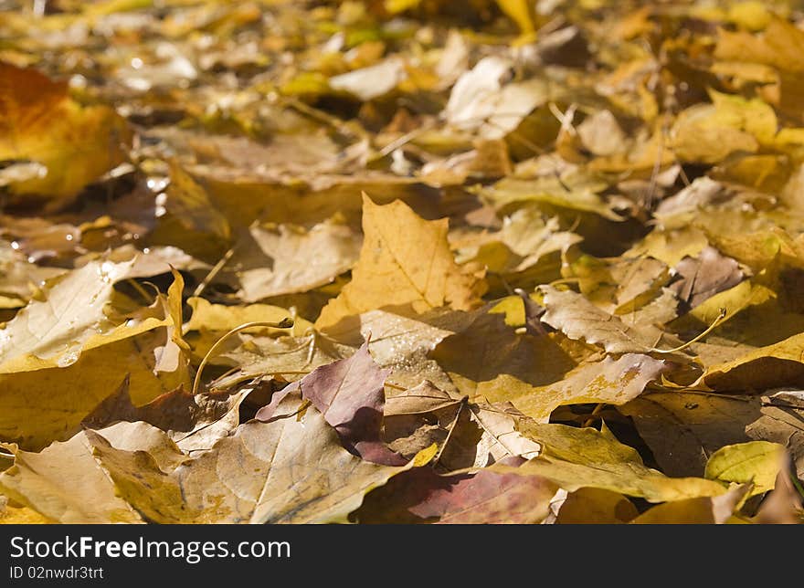 Autumn Leaves