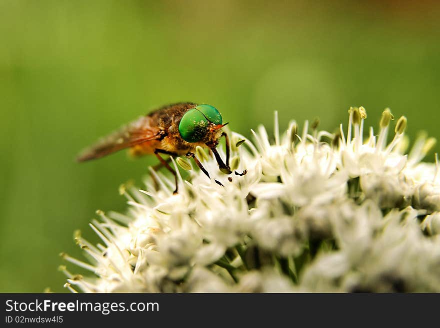 Bee chasing pollen on white flower. Bee chasing pollen on white flower