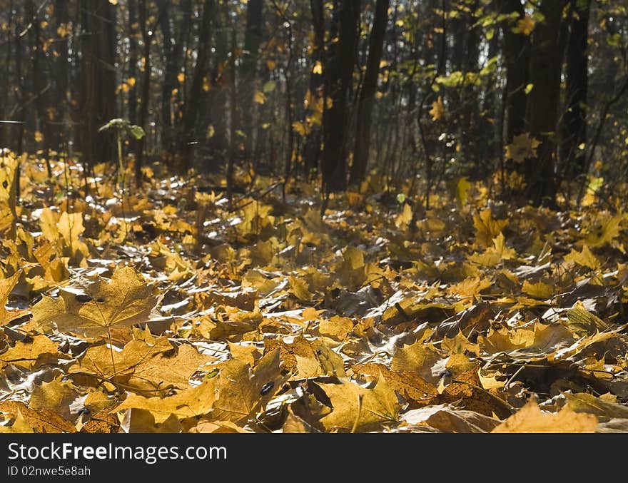 Yellow leaves in an autumn park on a sunny evening