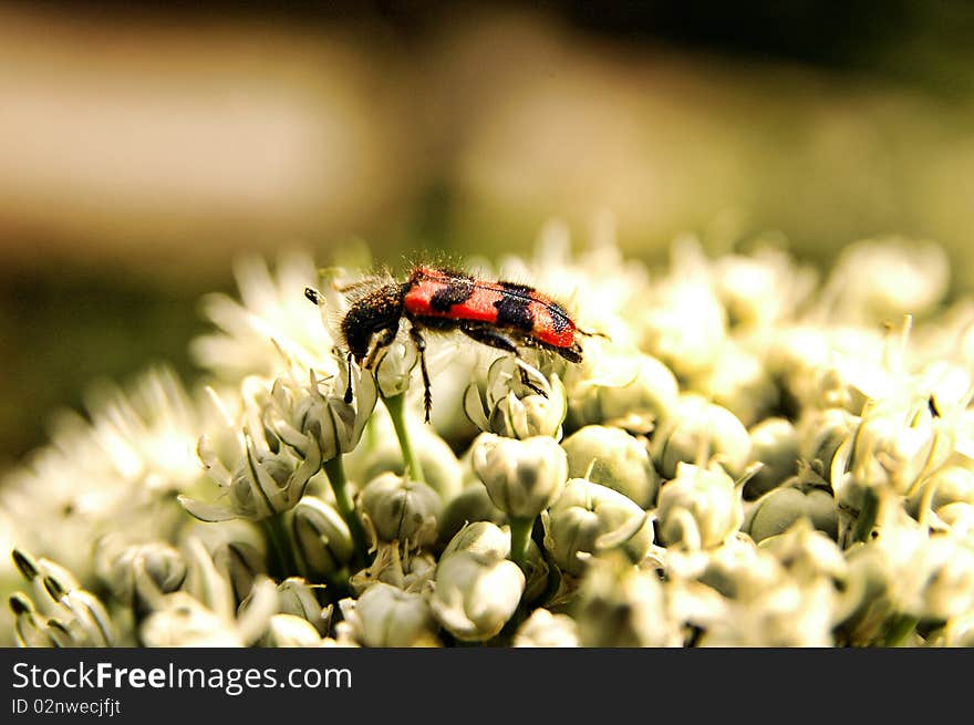 Bee chasing pollen on white flower. Bee chasing pollen on white flower