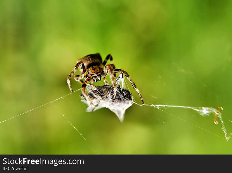 Spider at work with victim. Spider at work with victim