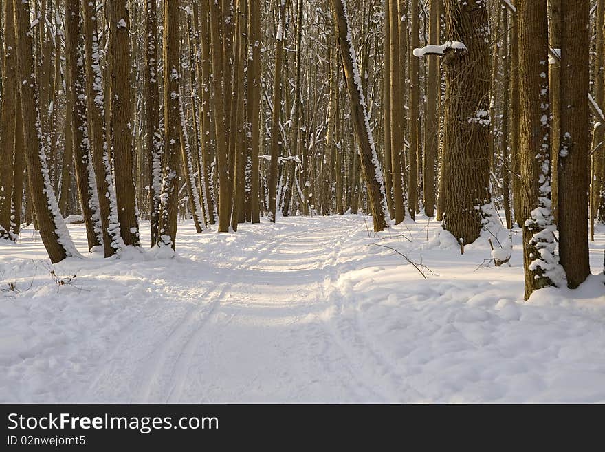 Winter forest with ski track