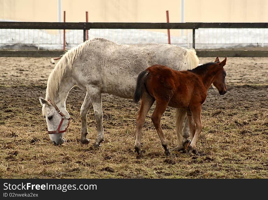 Mare with her Foal