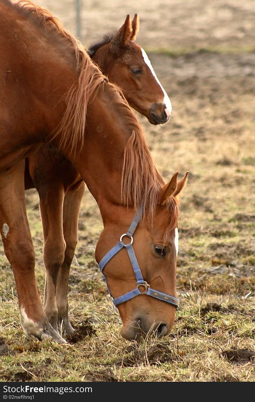 Mare with her Foal