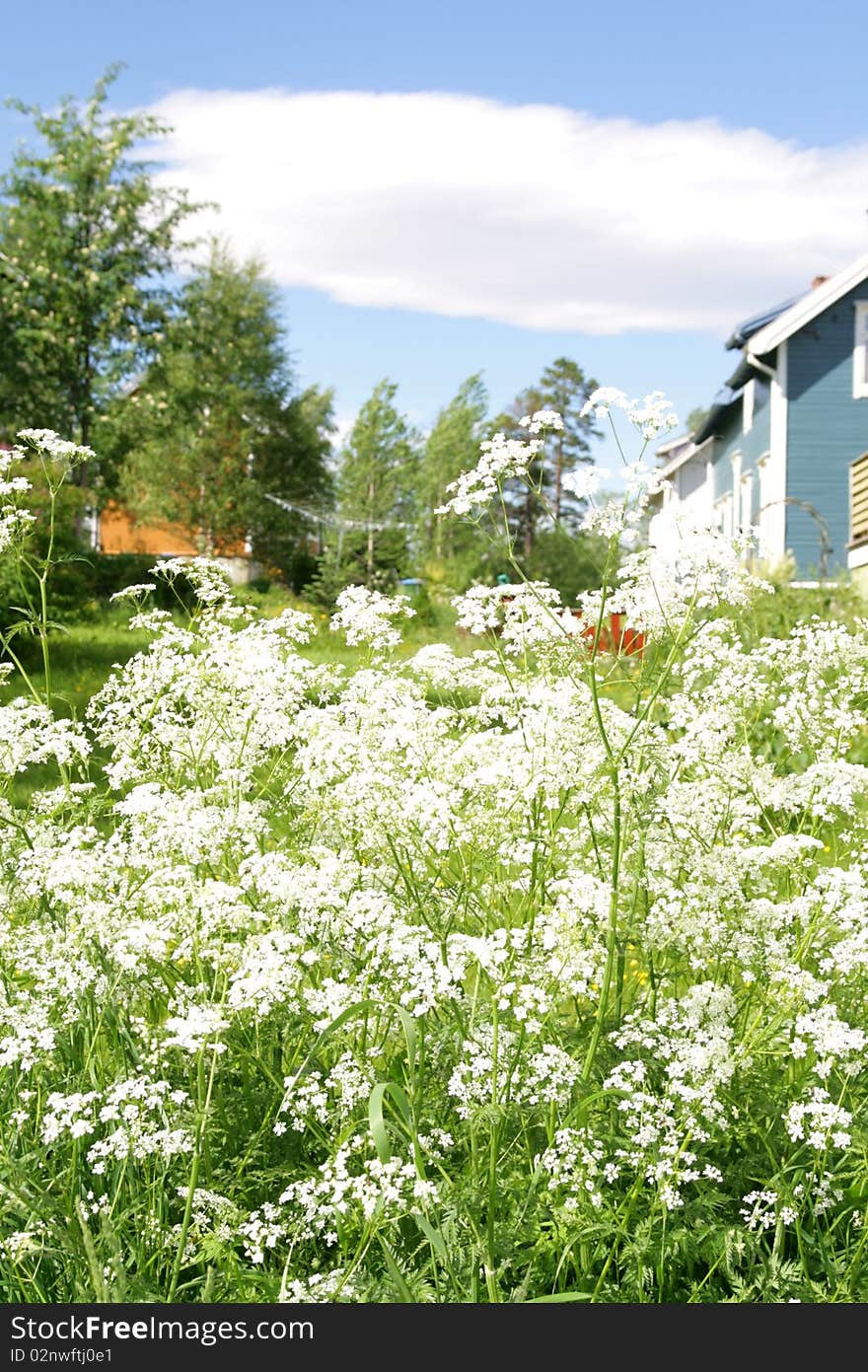 Cow parsley in a summer neigborhood