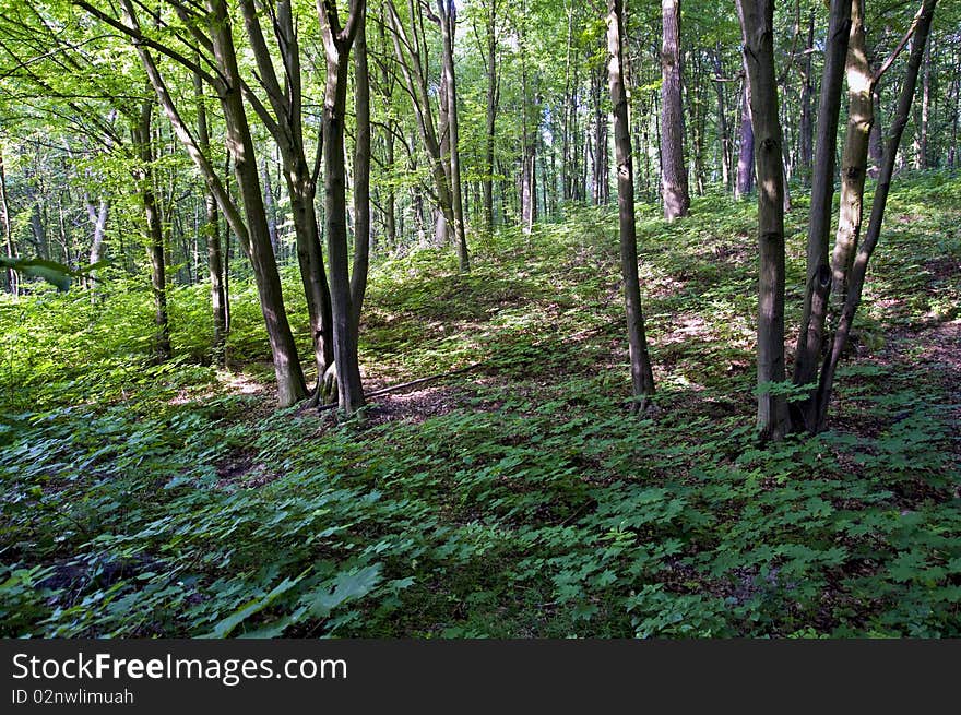 Deciduous Forest In Summer