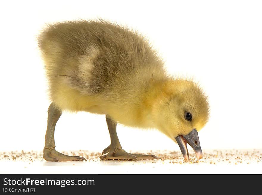 Goose  on a white background