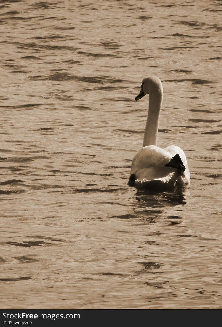 Swan in the english port of Christchurch