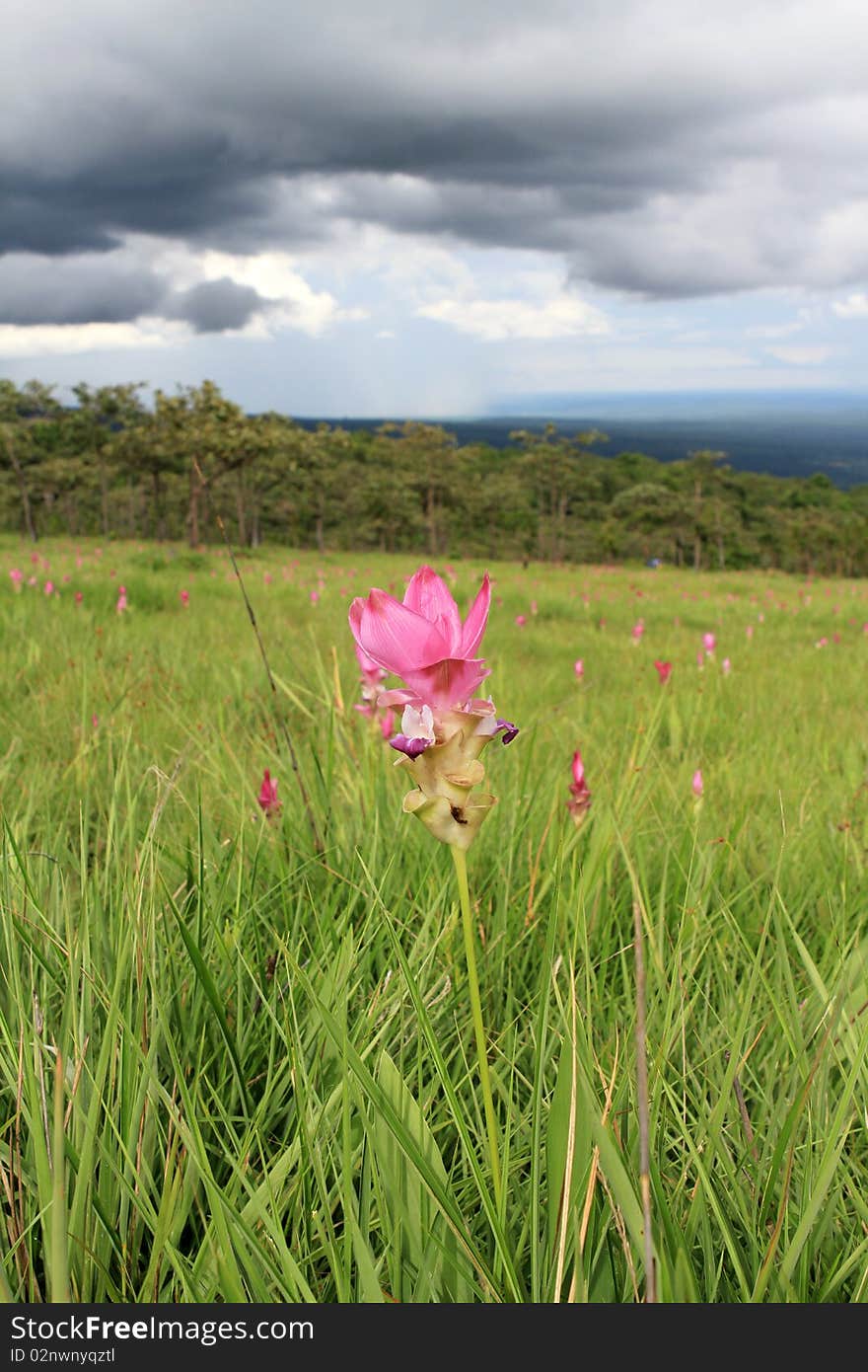 Curcuma In Meadow