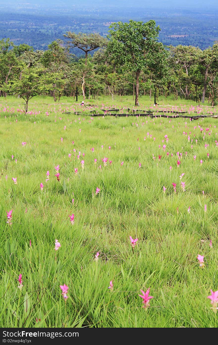 Curcuma in meadow