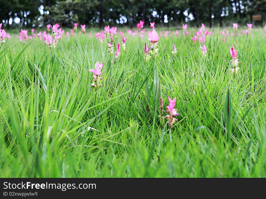 Curcuma in meadow